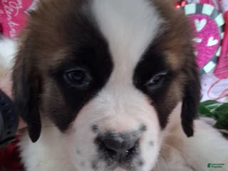 Saint Bernard dogs Maggy - Ad 25