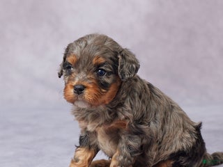 Cavapoo dogs - Ad 26