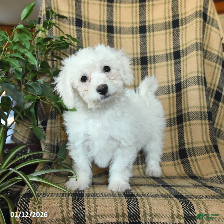 Bichon Frise dogs Duncan - Ad 15