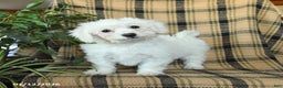 Bichon Frise dogs for sale: Duncan - Ad 1