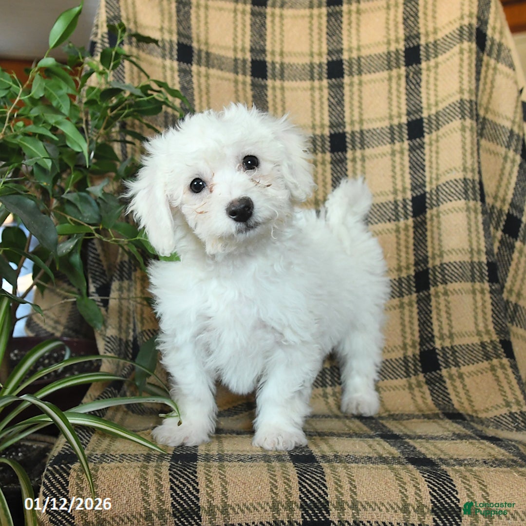 Bichon Frise dogs for sale: Duncan - Ad 1