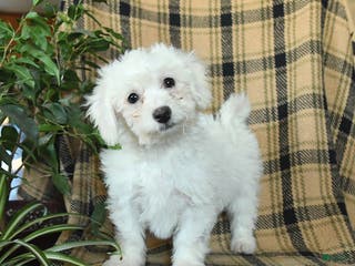 Bichon Frise dogs Duncan - Ad 15
