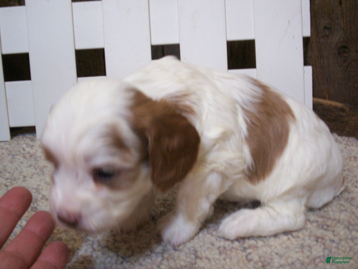 Cavapoo dogs Asher - Ad 1