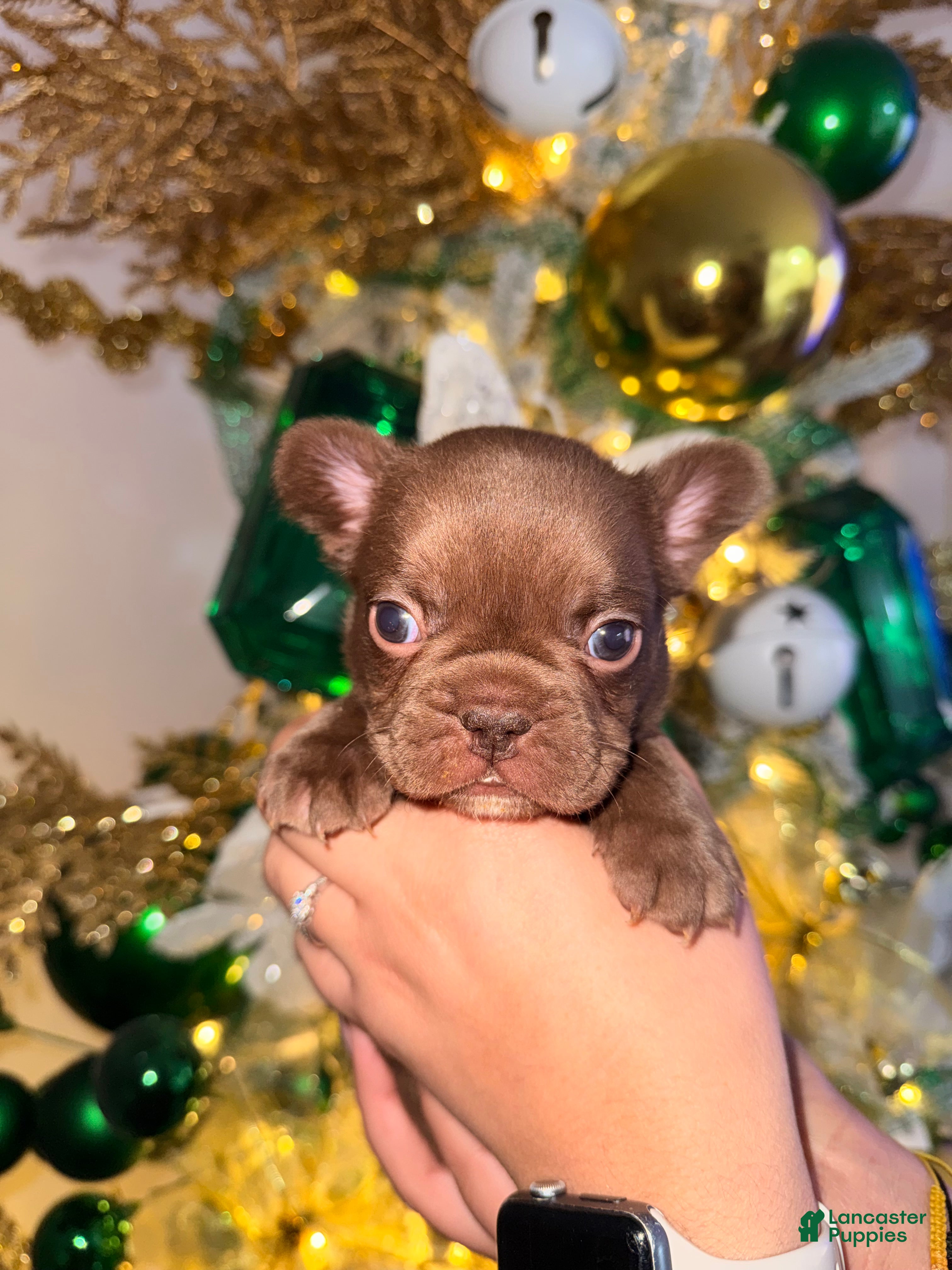 French Bulldog dogs French Bulldog Puppy 2 - Ad 5