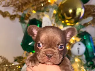 French Bulldog dogs French Bulldog Puppy 2 - Ad 2