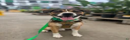Mixed Breed dogs for stud: Rocky - Ad 6