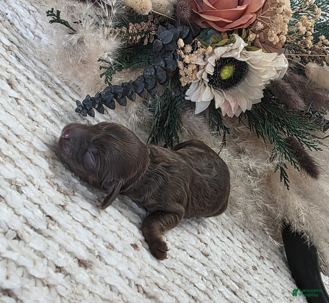 Cockapoo dogs for sale: Cockapoo Puppy 2 - Ad 1