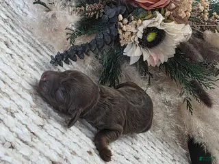 Cockapoo dogs Cockapoo Puppy 2 - Ad 14