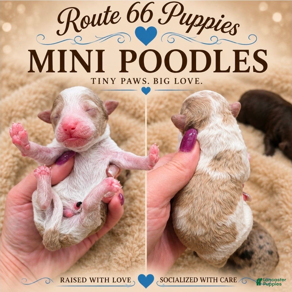 Miniature Poodle dogs Miniature Poodle 3 - Ad 1