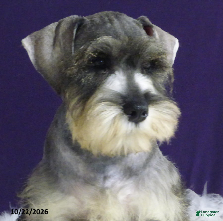 Miniature Schnauzer dogs Charlie - Ad 2