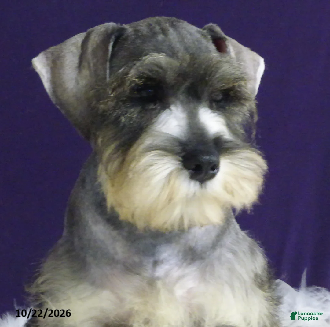 Miniature Schnauzer dogs for sale: Charlie - Ad 2