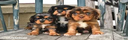 Cavalier King Charles Spaniel dogs for sale: Dakota - Ad 3