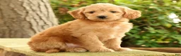 Mini Goldendoodle dogs for sale: Maizey - Ad 4