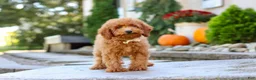 Miniature Poodle dogs for sale: Greyson - Ad 3