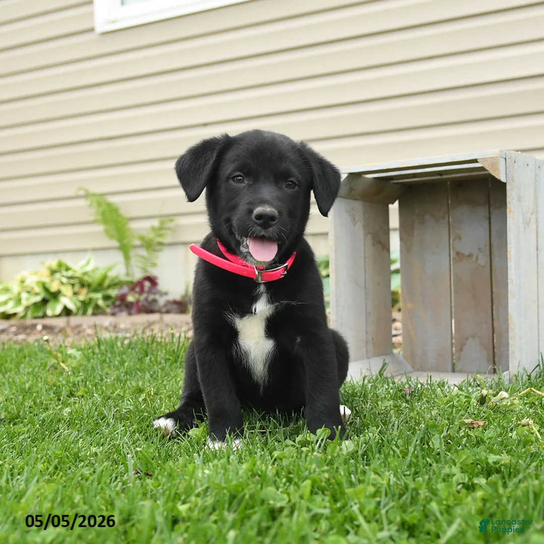 Mixed Breed dogs for sale: Barbie - Ad 2