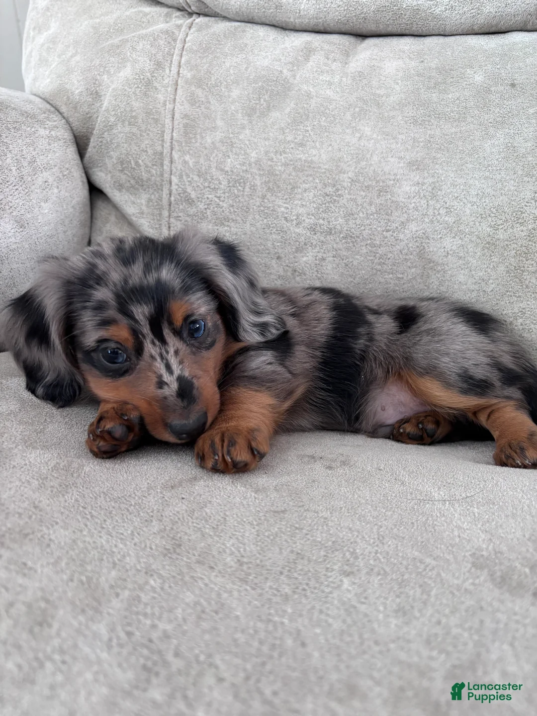 Miniature Dachshund dogs for sale: Rex - Ad 5