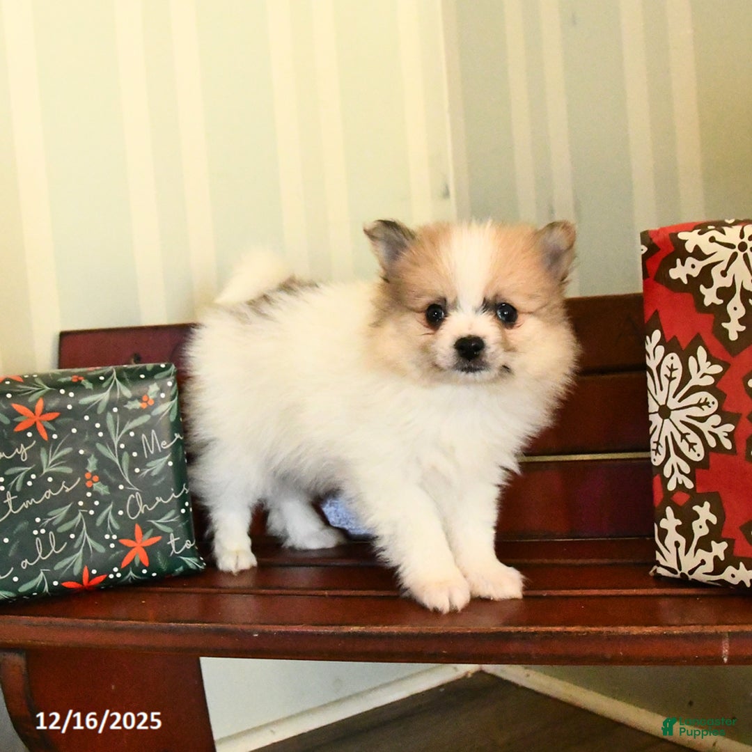 Pomeranian dogs for sale: Clyde - Ad 2