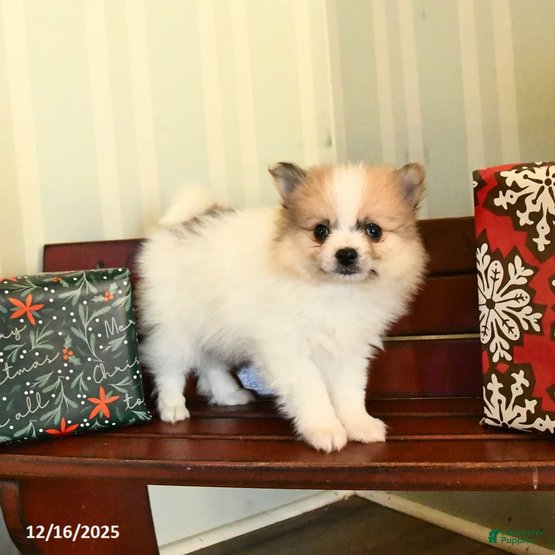 Pomeranian dogs for sale: Clyde - Ad 2