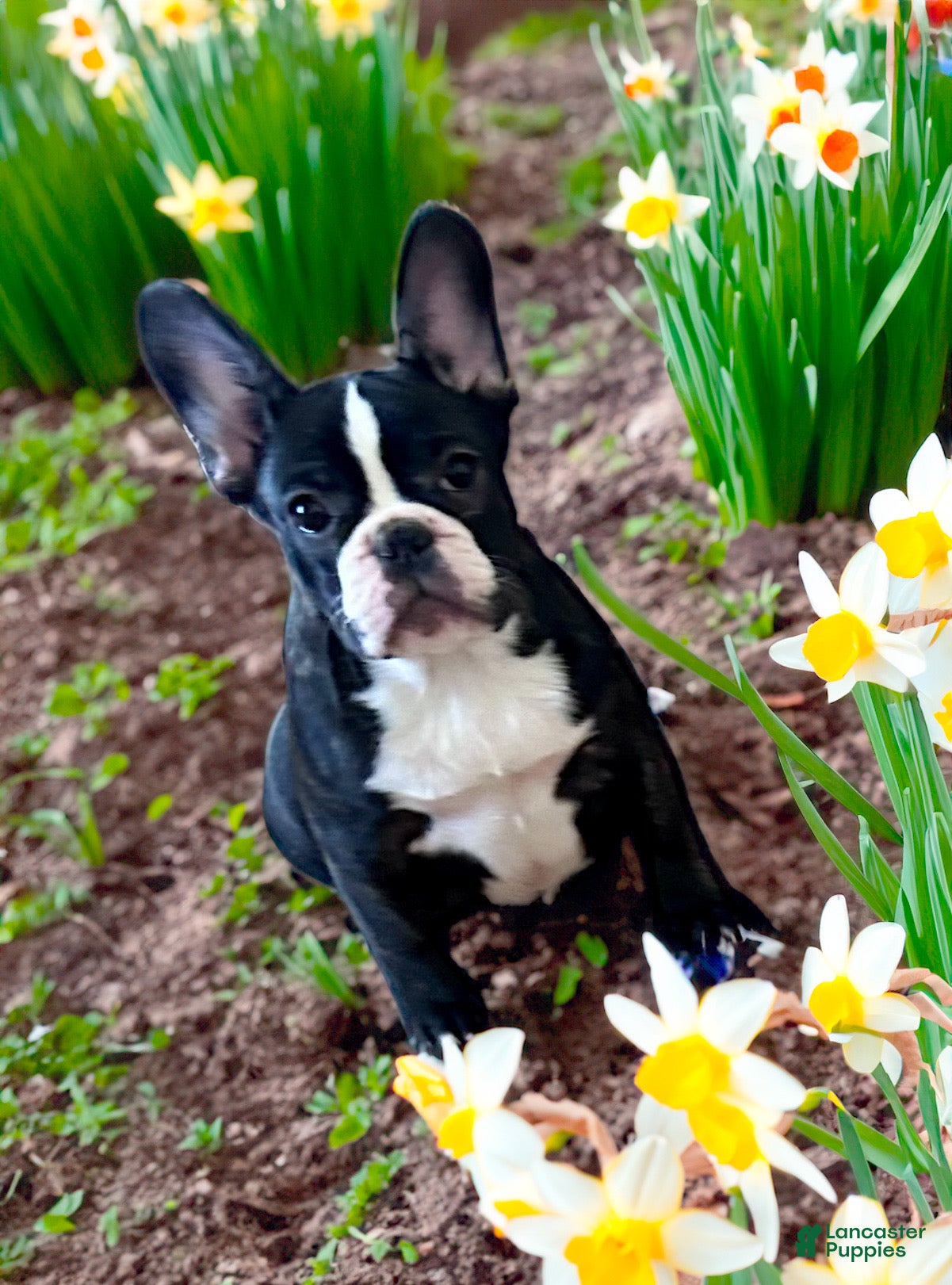 French Bulldog dogs Venus - Ad 1