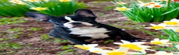 French Bulldog dogs for sale: Venus - Ad 1