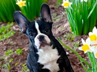 French Bulldog dogs for sale: Venus - Ad 2
