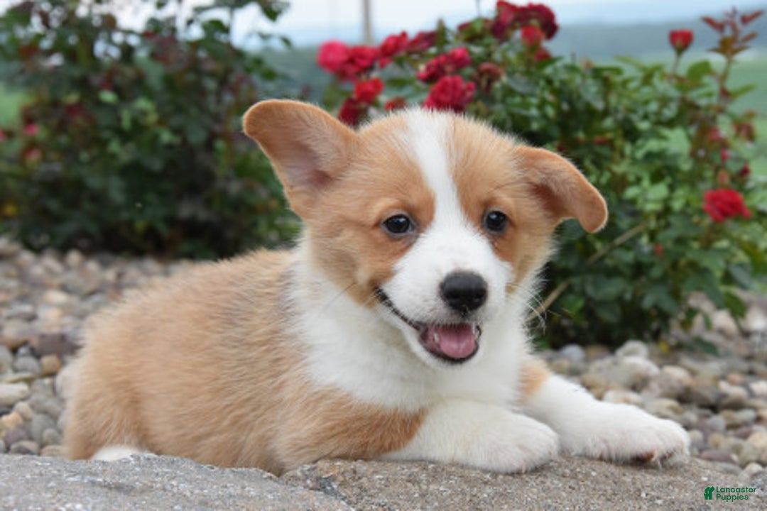 Welsh Corgi Pembroke dogs for sale: Leo - Ad 3