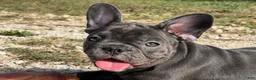 French Bulldog dogs for sale: Bloom  - Ad 17
