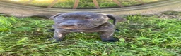 Cane Corso dogs for sale: Jewel - Ad 9
