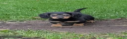Miniature Dachshund dogs for sale: River  - Ad 7