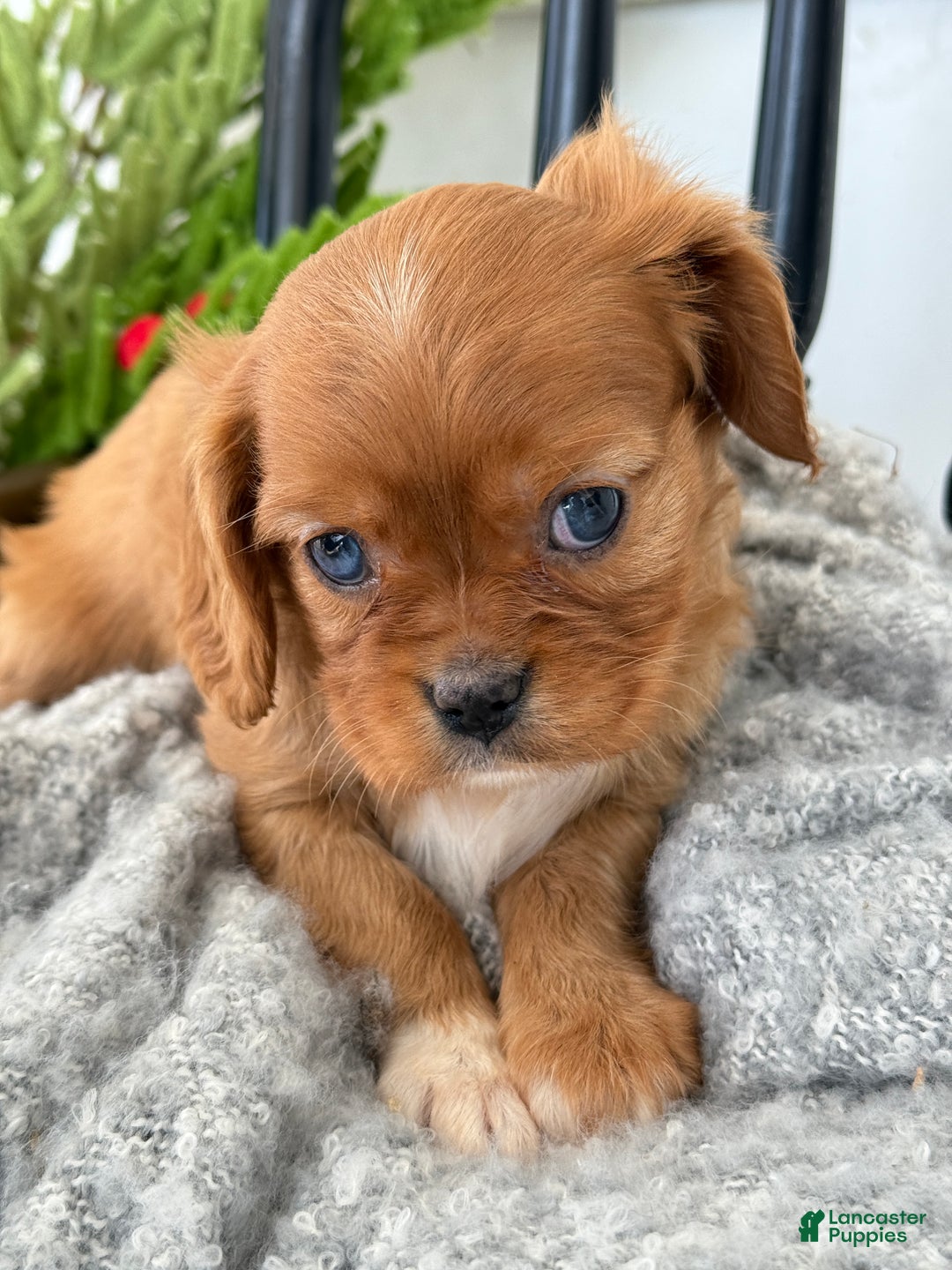 Cavalier King Charles Spaniel dogs for sale: Winter - Ad 2