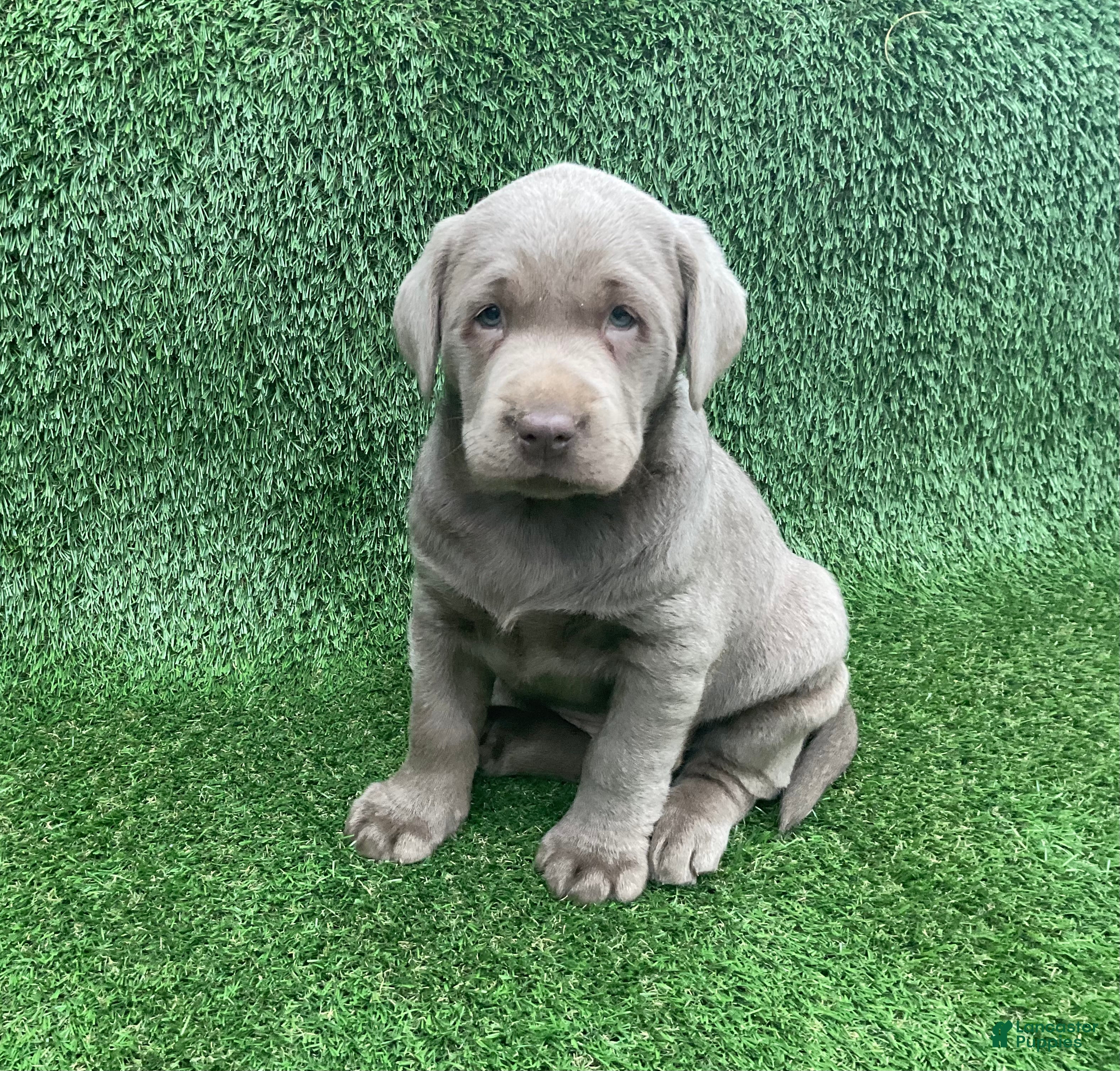 Labrador Retriever dogs Max - Ad 2