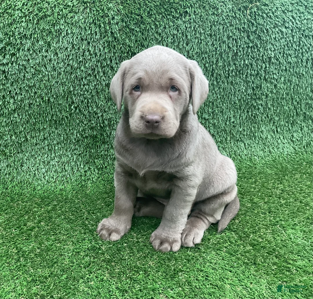 Labrador Retriever dogs for sale: Max - Ad 2
