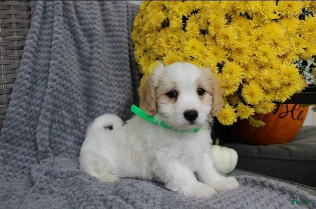 Cavachon dogs for sale: Buddy - Ad 7