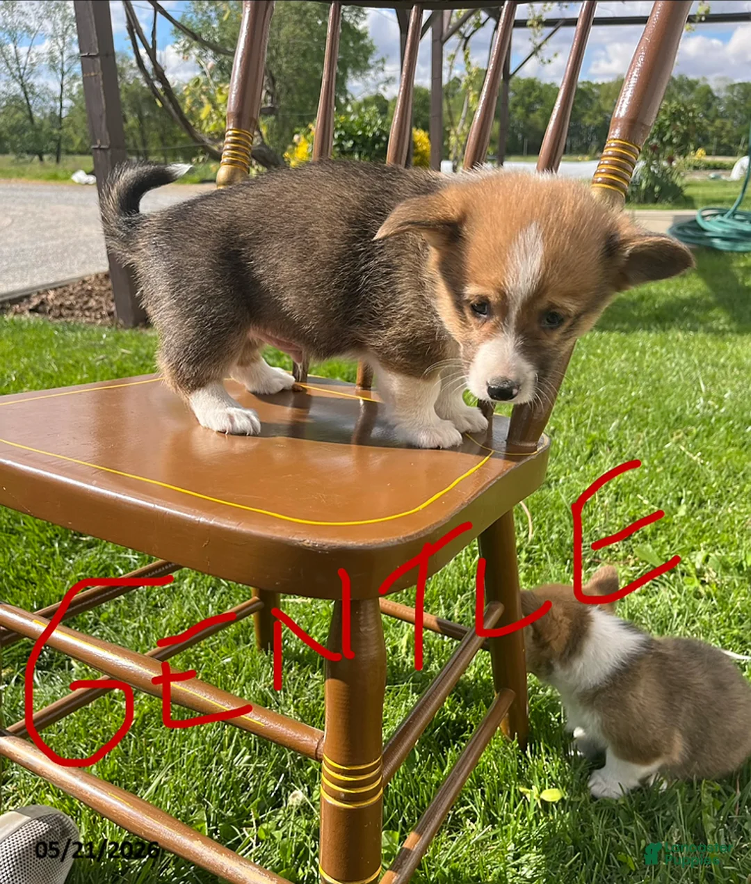 Welsh Corgi Pembroke dogs for sale: Gentle - Ad 3