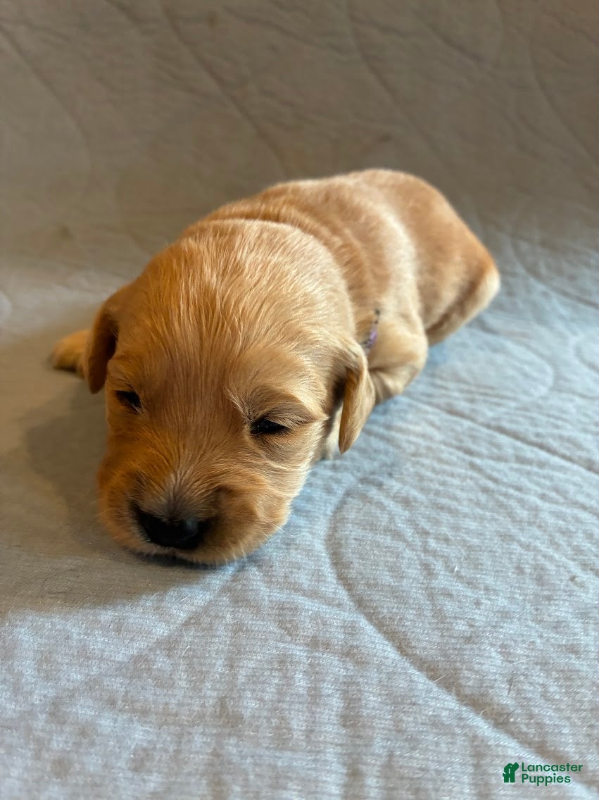 Golden Retriever dogs for sale: 3# Goose - Ad 2