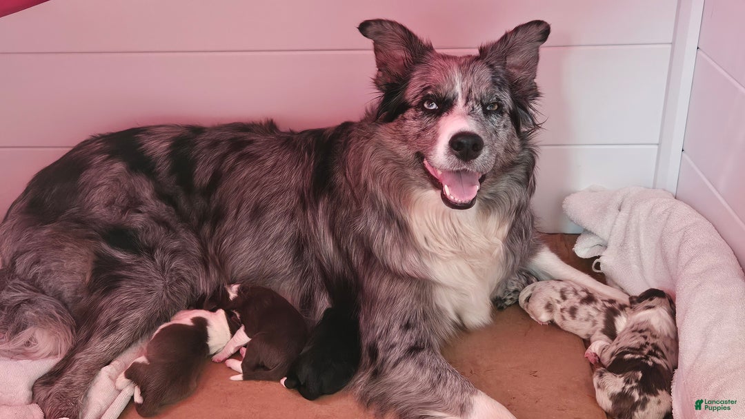 Border Collie dogs for sale: Border Collie Puppy 1 - Red - Ad 25