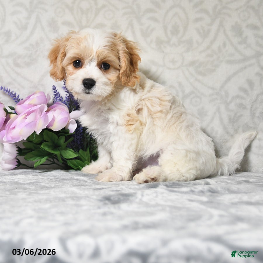 Cavachon dogs King - Ad 1