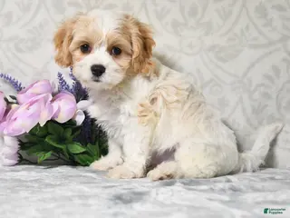 Cavachon dogs for sale: King - Ad 4