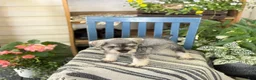 Miniature Schnauzer dogs for sale: Lilly - Ad 14