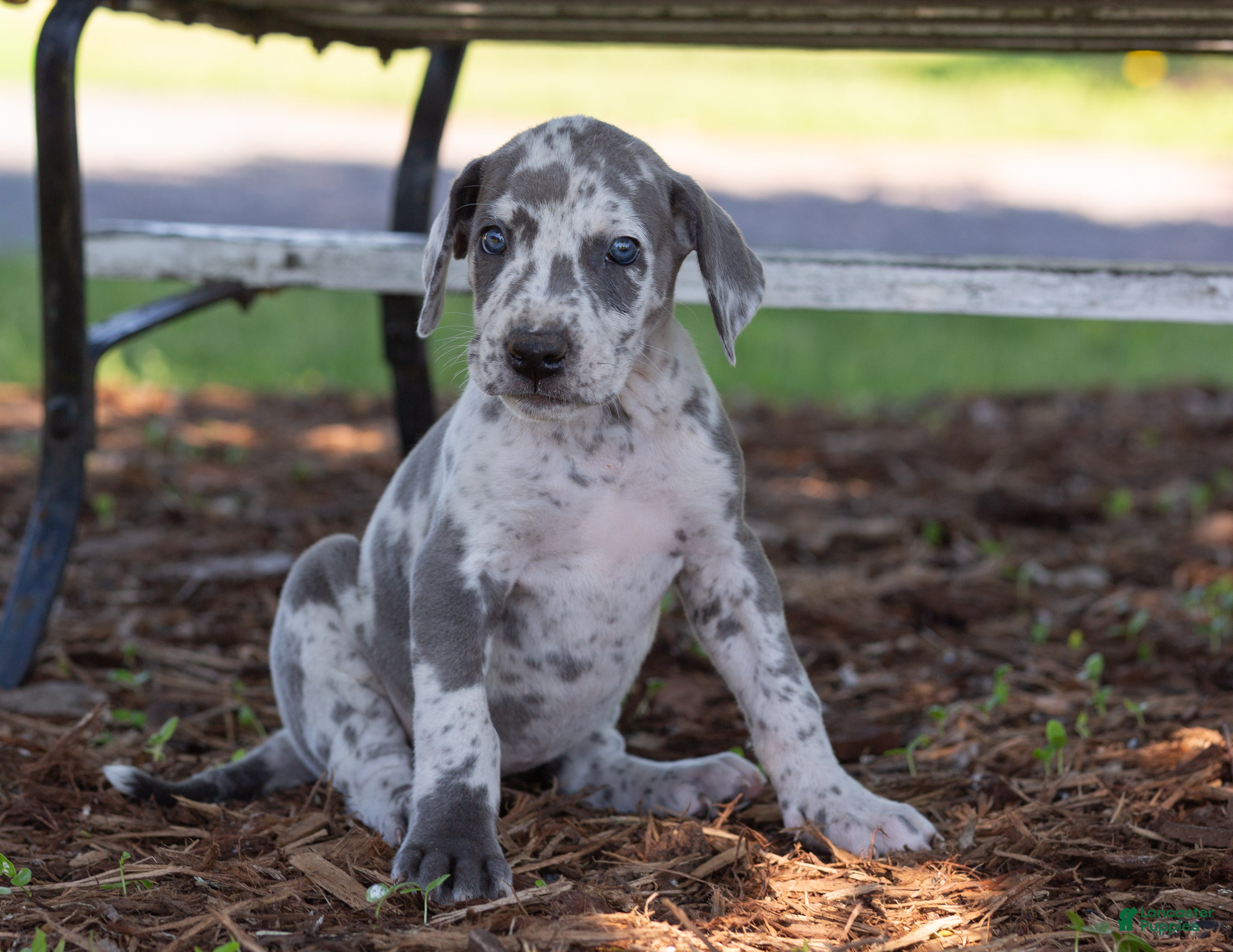 Great Dane dogs Autumn - Ad 1