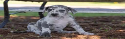 Great Dane dogs for sale: Autumn - Ad 1