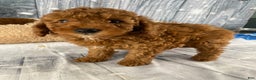 Miniature Poodle dogs for sale: Apollo - Ad 8