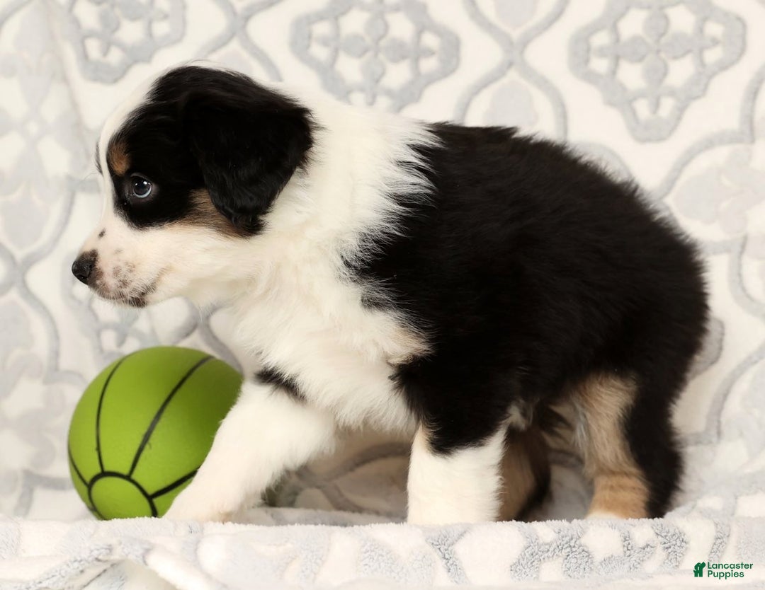 Miniature Australian Shepherd dogs for sale: Jasper - Ad 3