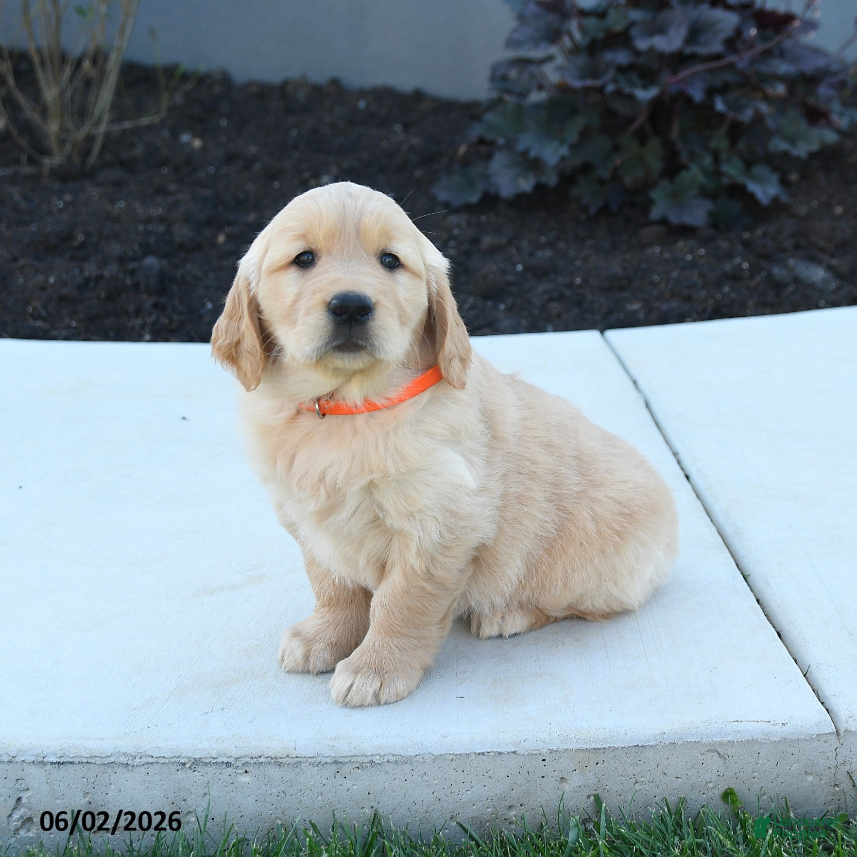 Golden Retriever dogs for sale: Wendy - Ad 5