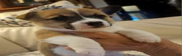 Mixed Breed dogs for sale: Athena - Ad 12