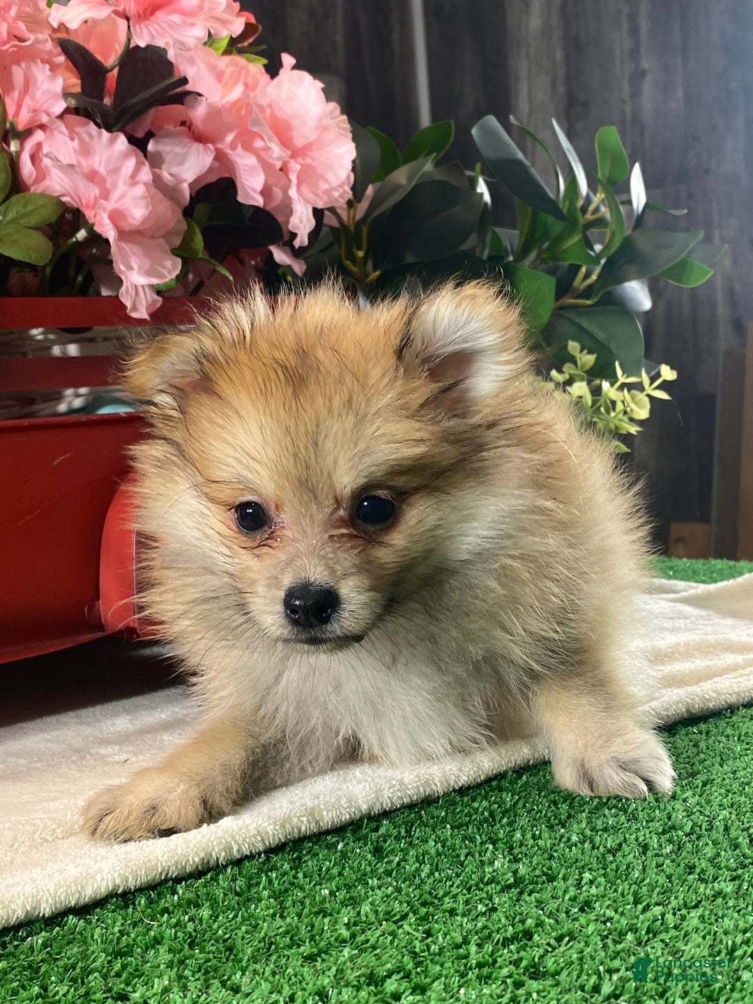Pomeranian dogs for sale: Paddy - Ad 6