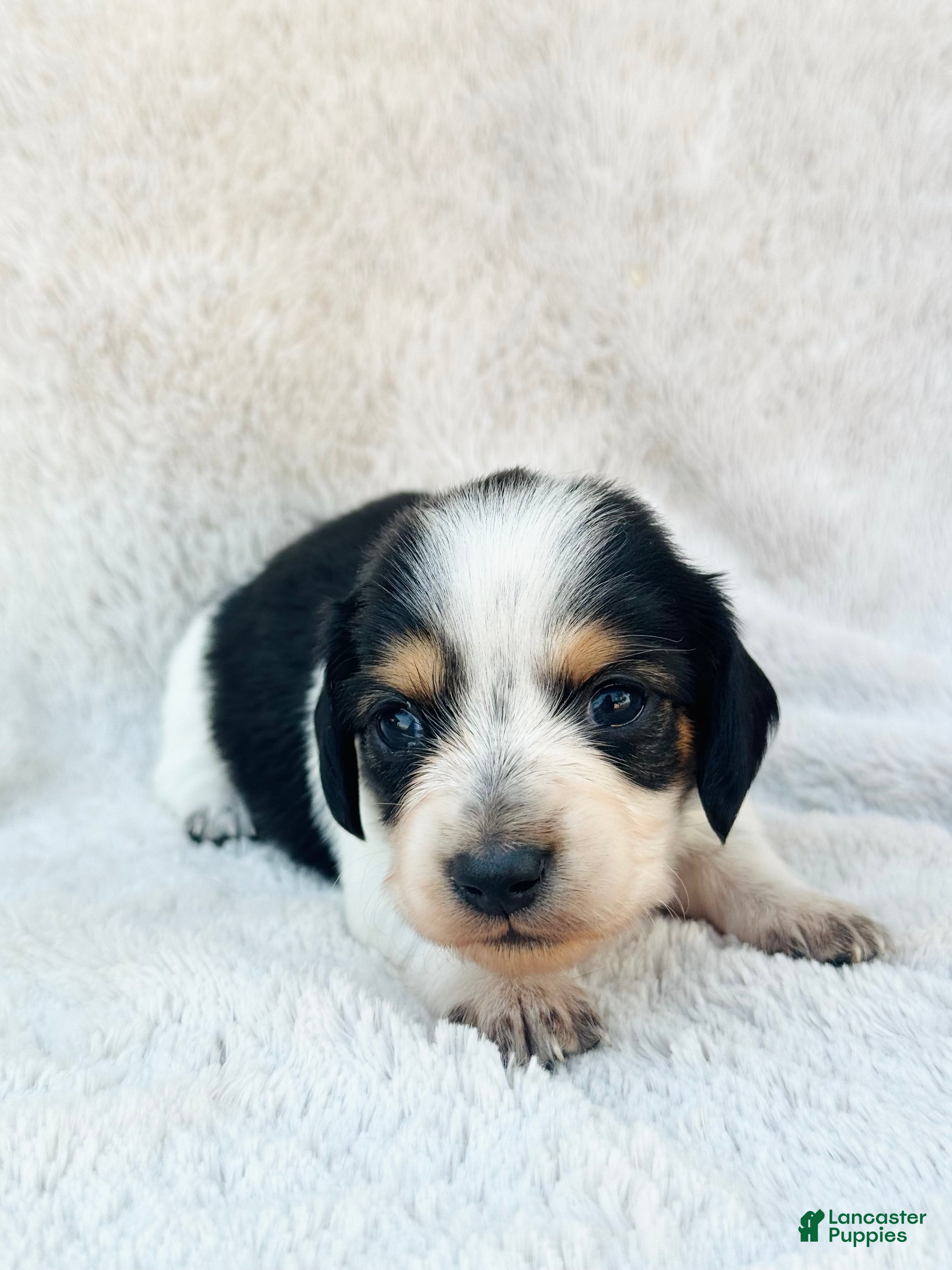 Miniature Dachshund dogs AKC Longhair Black PIEBALD Mini Dachshund GIRL - Ad 24