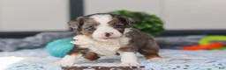 Mini Bernedoodle dogs for sale: Porter - Ad 3