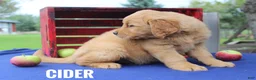 Golden Retriever dogs for sale: Cider - Ad 4