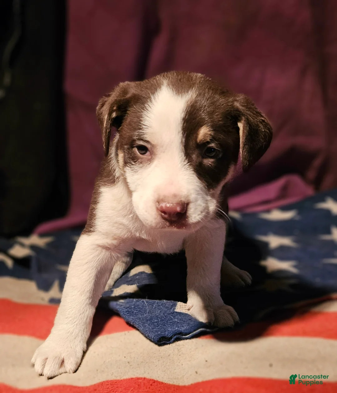 Border Collie dogs for sale: CeeCee (Blue Eyes) - Ad 5
